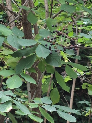 European black elderberry