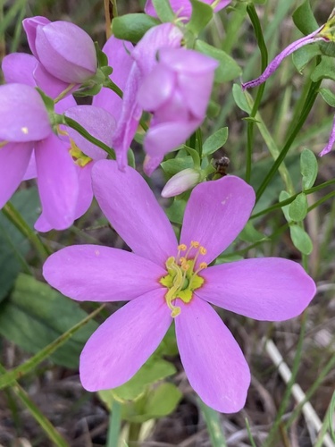 Sabatia angularis, photograph 2