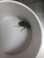 Carabina