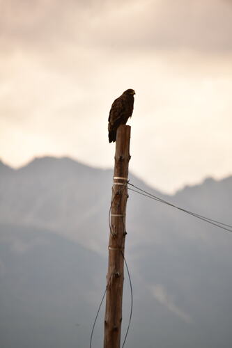 Steppe Eagle