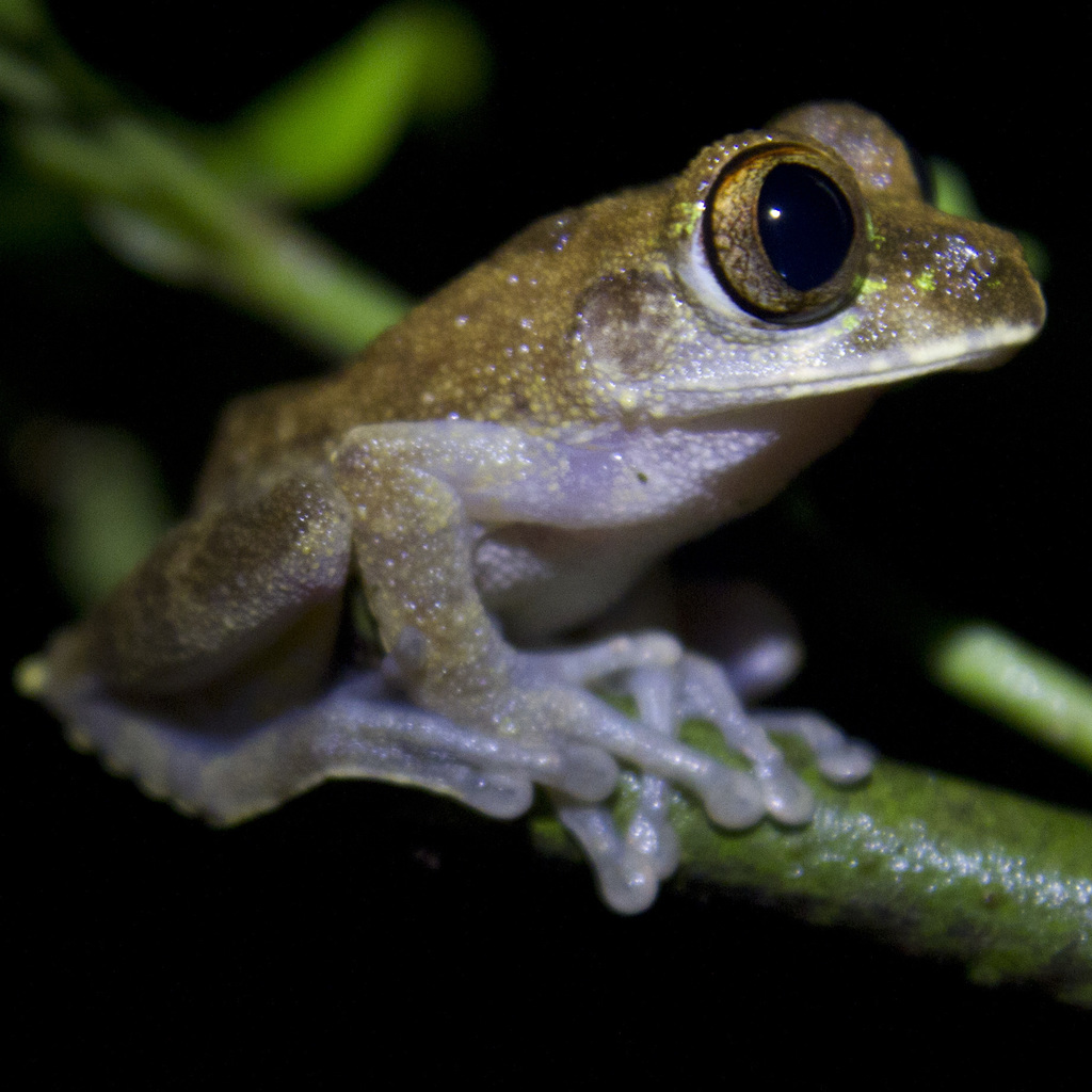 Red Treefrog