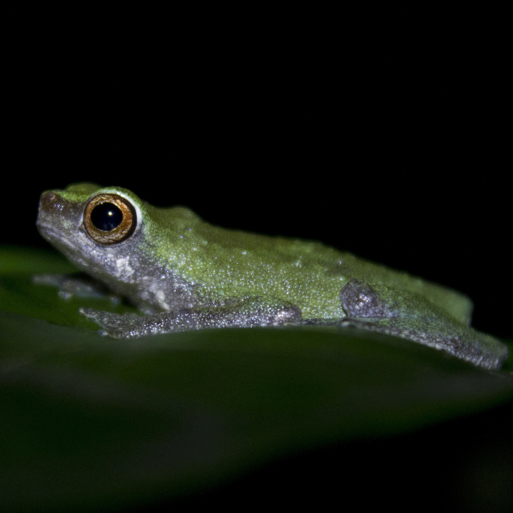 Bates' Tree Toad