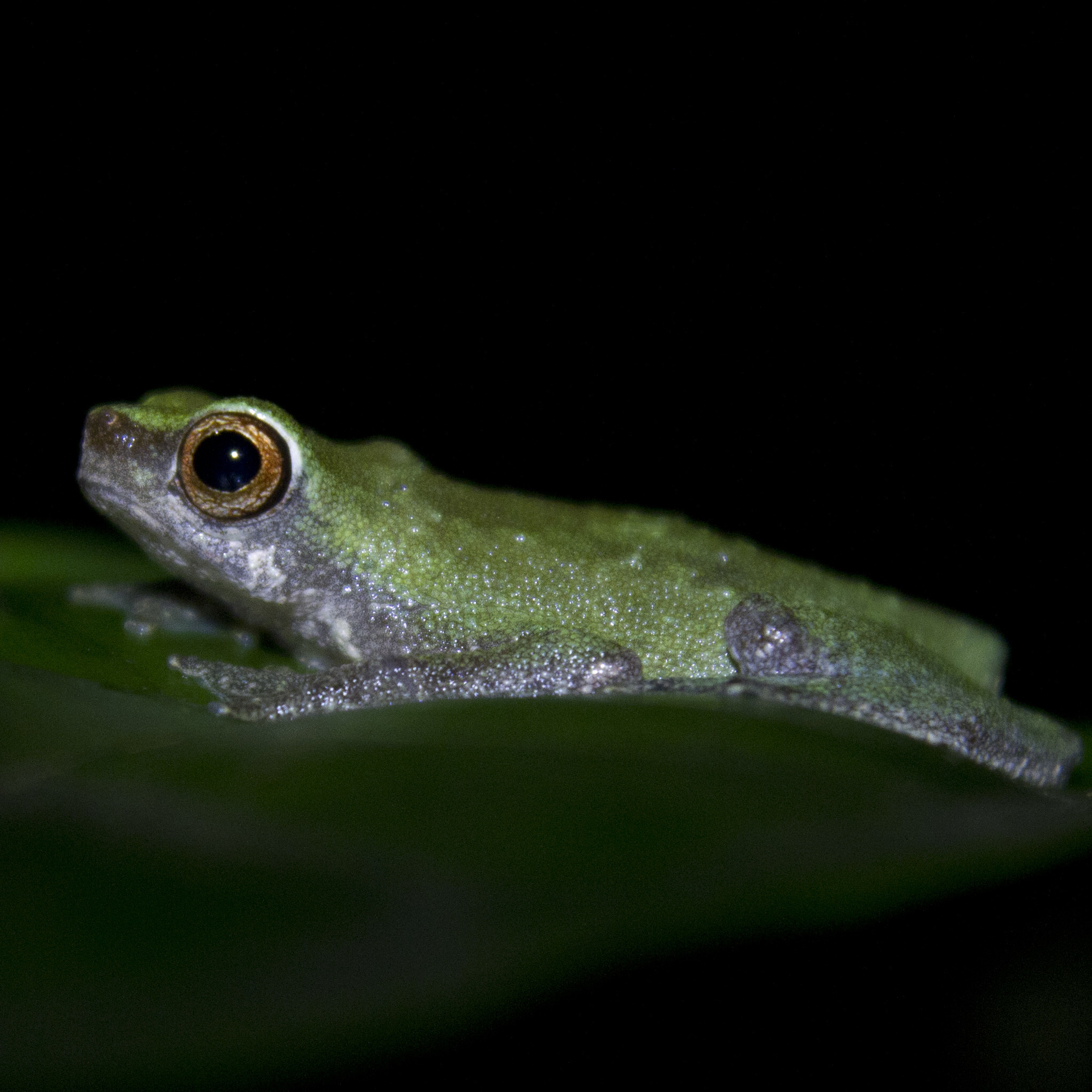 Bates' Tree Toad, Nectophryne batesii