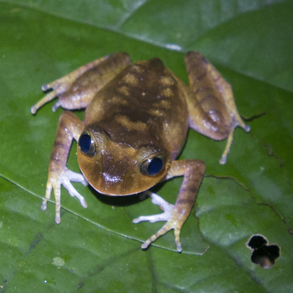 Southern Night Frog