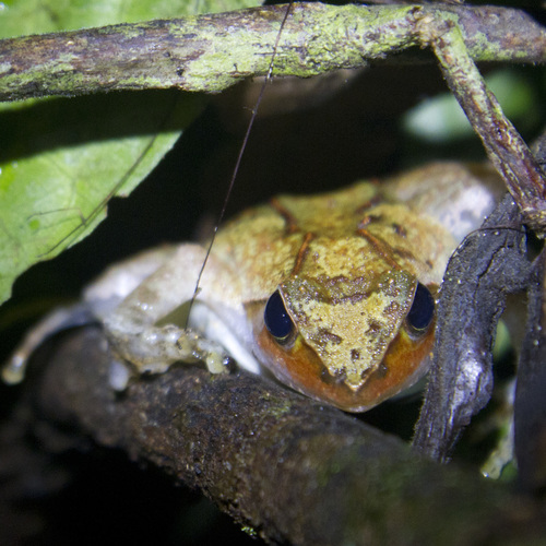 Golden Puddle Frog