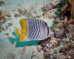Chaetodon xanthurus