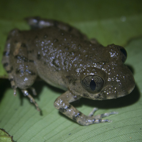 Scotobleps gabonicus