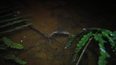 Xenopus tropicalis