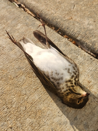 Swainson's Thrush