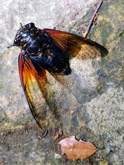 Cryptotympana mandarina