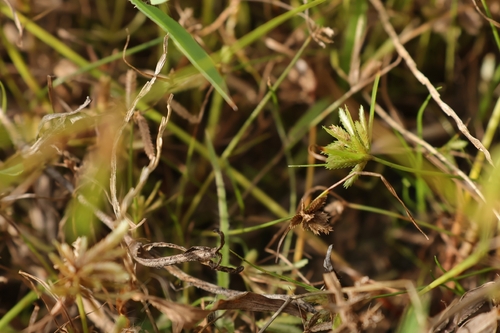 Cyperus pumilus observed 2026-09-11