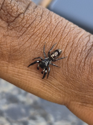 Bryantella smaragda