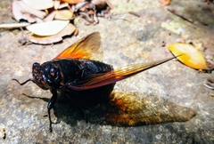 Cryptotympana mandarina