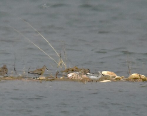 Dunlin