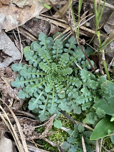 Arabidopsis lyrata