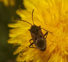 Rhyparochromus vulgaris