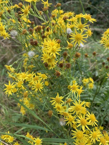ragwort