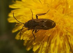 Rhyparochromus vulgaris