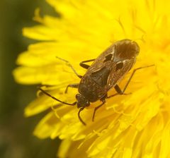 Rhyparochromus vulgaris