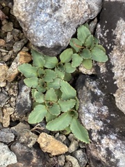 Micranthes virginiensis