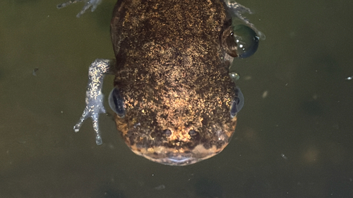 Boreal Digging Frog