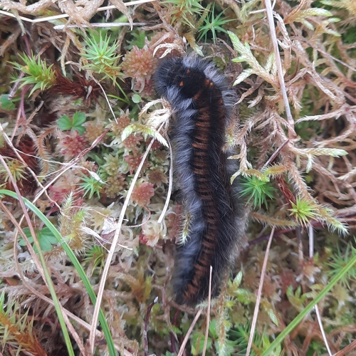 Fox Moth
