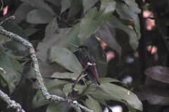 Coeligena helianthea