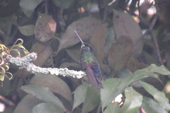 Coeligena helianthea