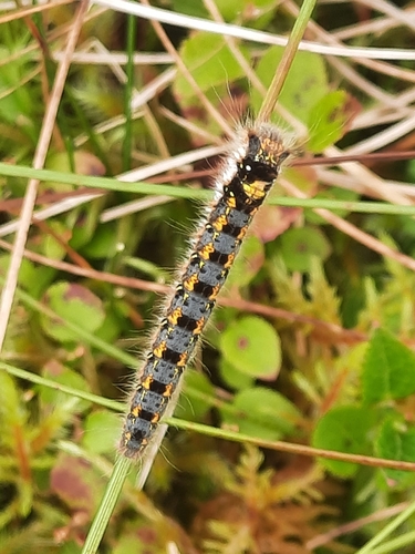 Drinker Moth