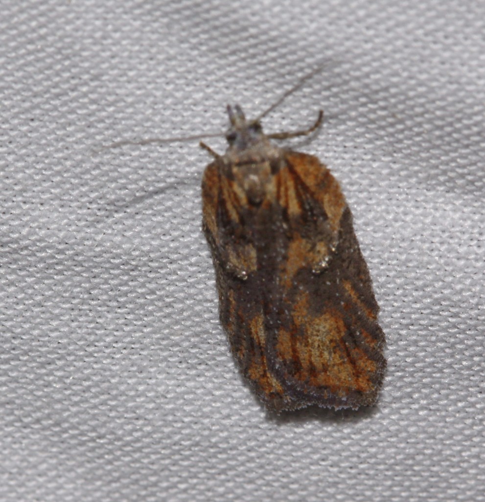 Multiform Leafroller Moth from Le Rocher-Percé, QC, Canada on May 16 ...