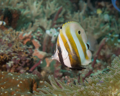 Coradion chrysozonus