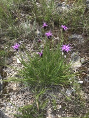 Liatris oligocephala