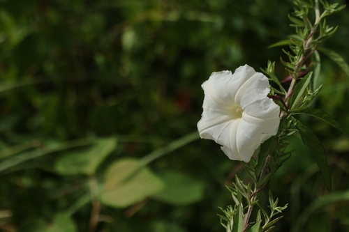 Distimake quinatus, 2026-09-11