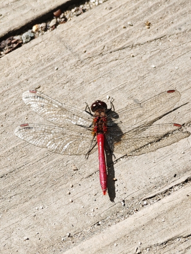 Four-tipped Darter