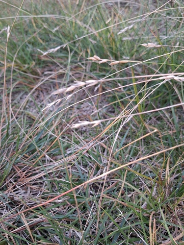 Danthonia decumbens observed 2026-09-11