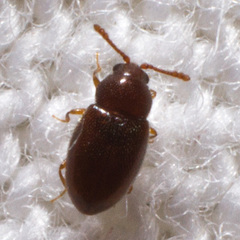 Atomaria