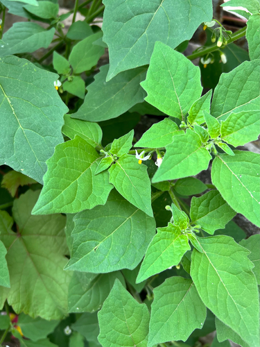 black nightshade