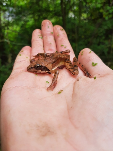 Agile Frog