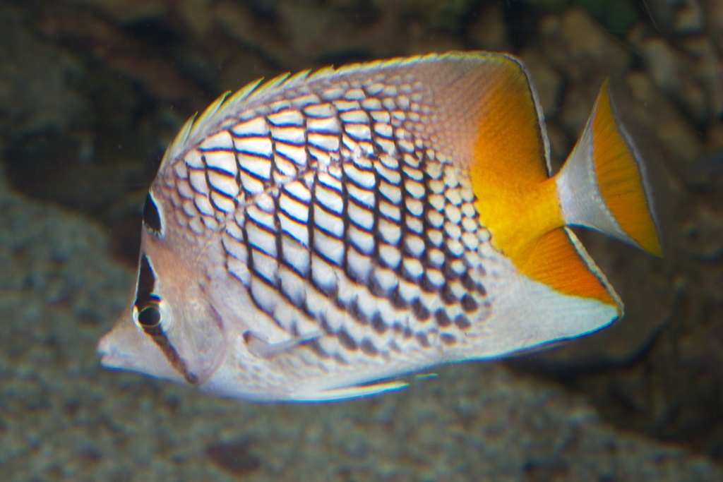 Cross-Hatch Butterflyfish