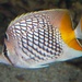 Crosshatch Butterflyfish - Photo (c) Brian Gratwicke, some rights reserved (CC BY)
