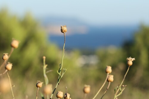 Cheirolophus intybaceus, photograph 1