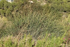 Cheirolophus intybaceus