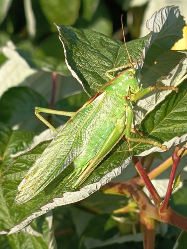 Great Green Bush-cricket
