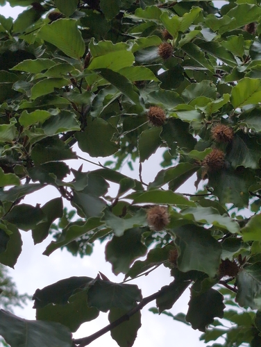 European beech