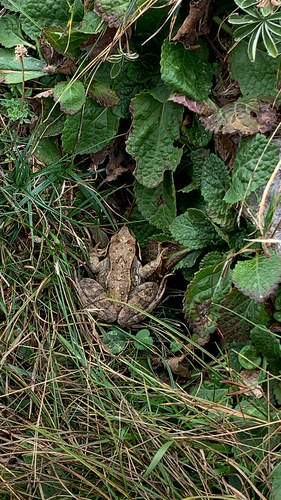 European Common Frog