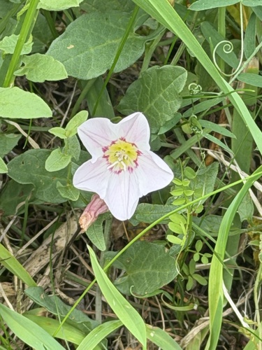 field bindweed