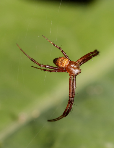Heptagonal Orbweaver