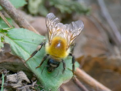 Bombus consobrinus