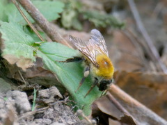 Bombus consobrinus