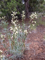 Astragalus schmolliae